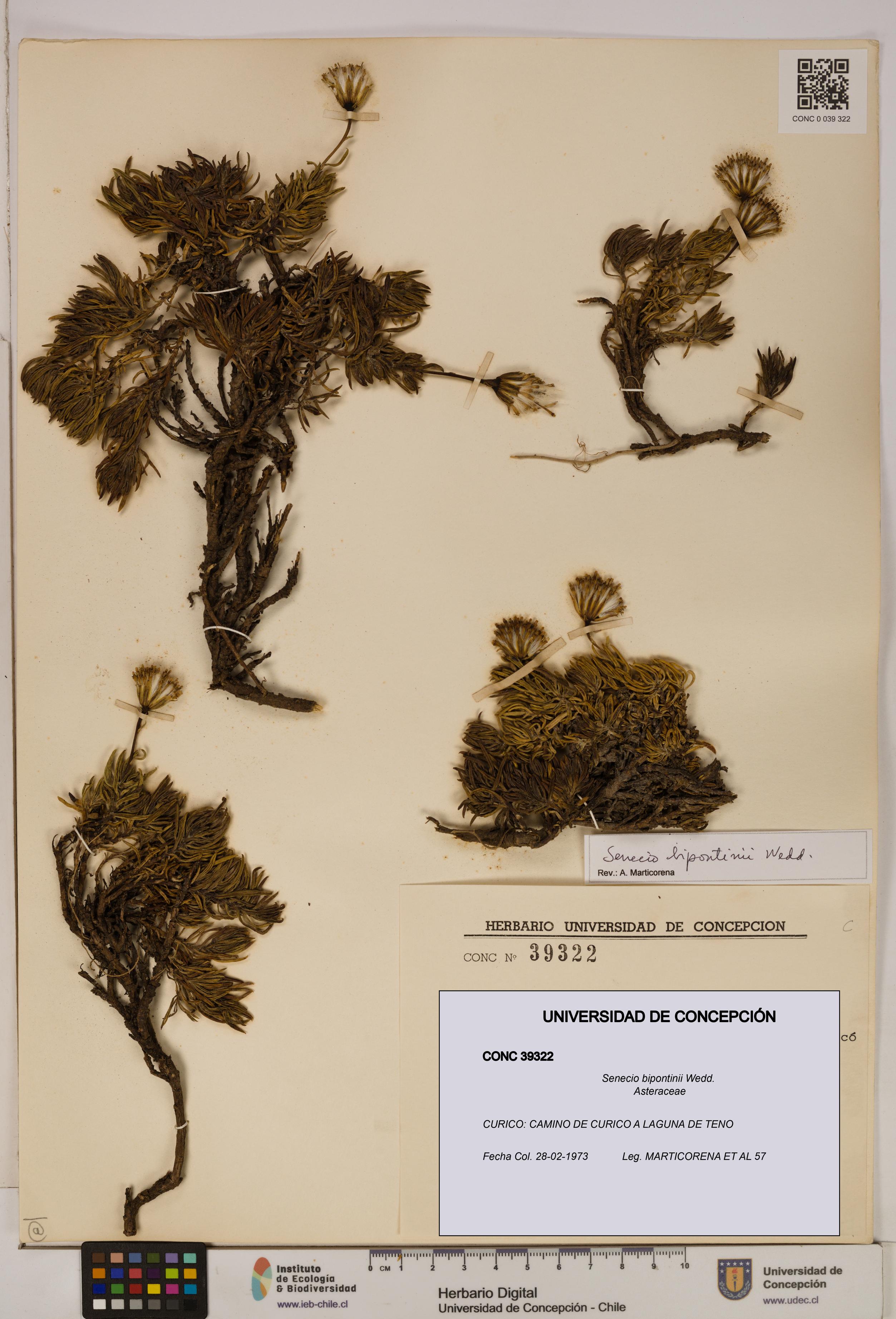 Senecio bipontinii [Espécimen: UDEC:CONC:0039322]