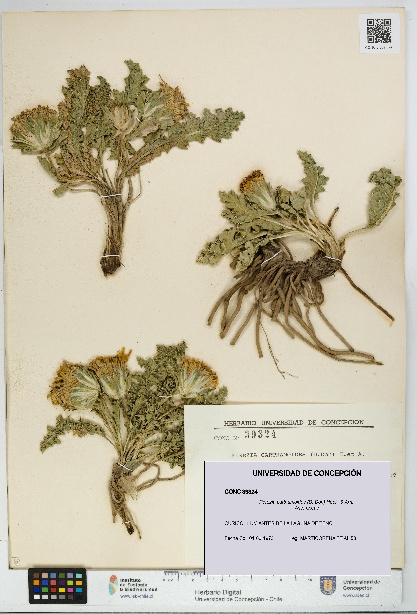 Perezia carthamoides [Espécimen: UDEC:CONC:0039324]