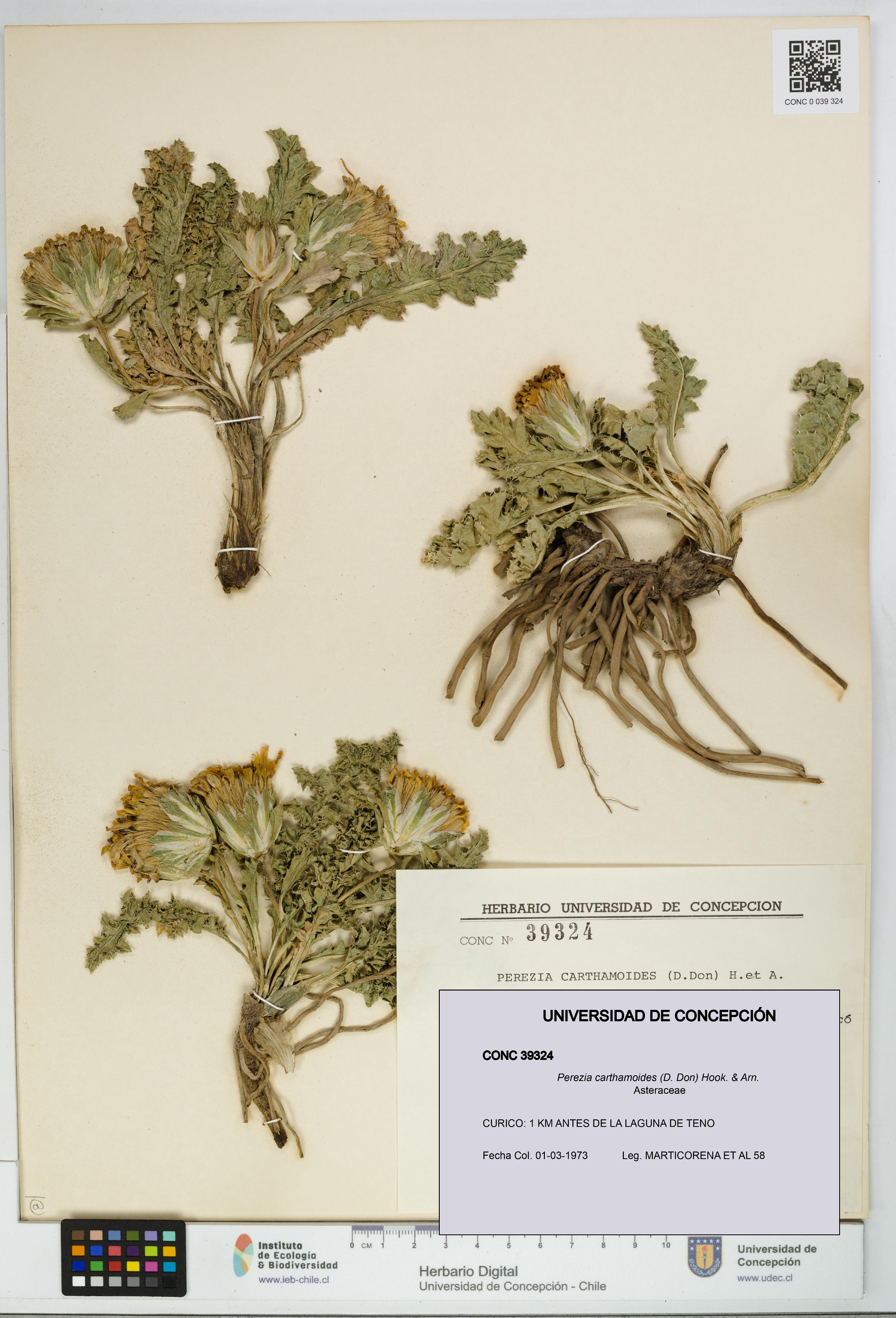 Perezia carthamoides [Espécimen: UDEC:CONC:0039324]