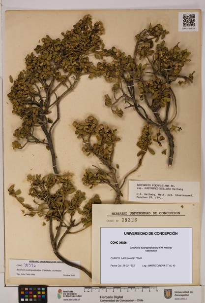 Baccharis austropedicellata [Espécimen: UDEC:CONC:0039326]