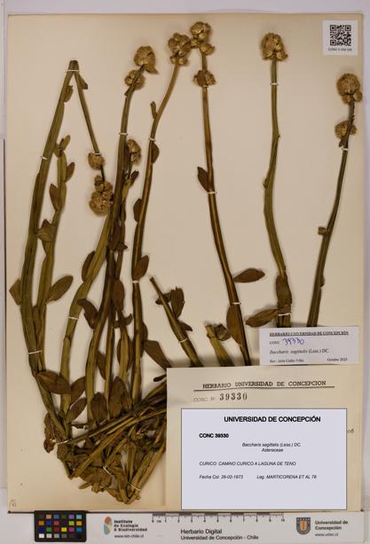 Baccharis sagittalis [Espécimen: UDEC:CONC:0039330]