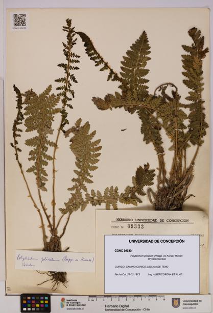 Polystichum plicatum [Espécimen: UDEC:CONC:0039333]
