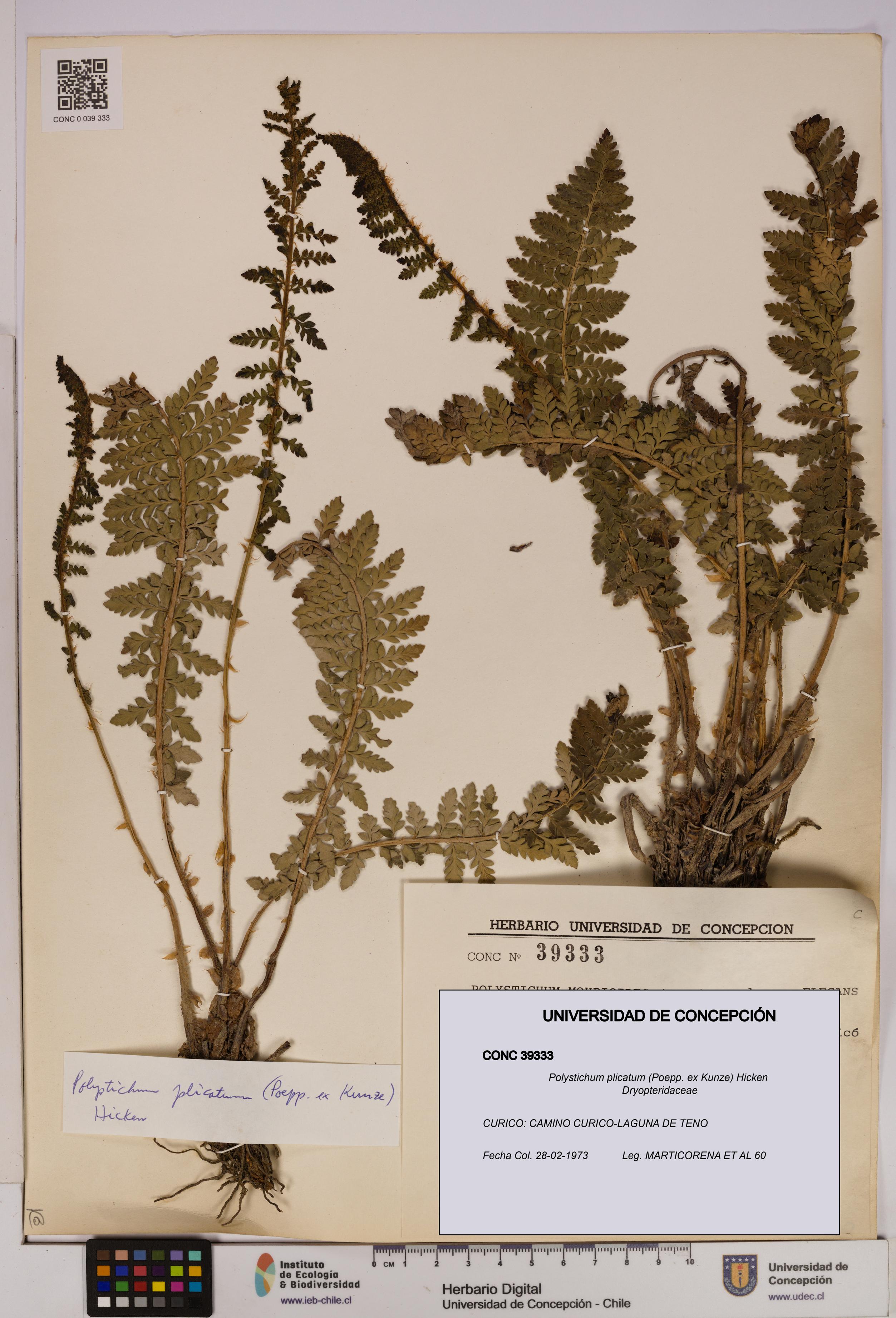 Polystichum plicatum [Espécimen: UDEC:CONC:0039333]