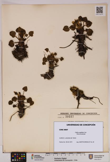 Caltha sagittata [Espécimen: UDEC:CONC:0039337]