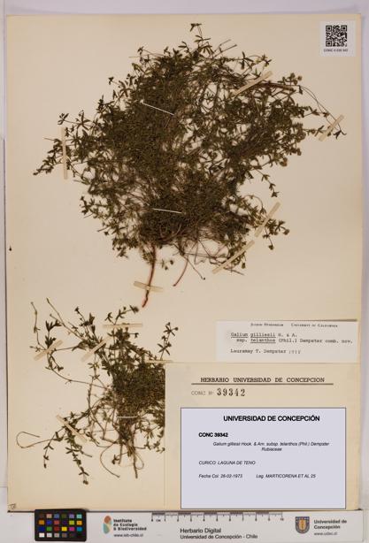 Galium gilliesii [Espécimen: UDEC:CONC:0039342]