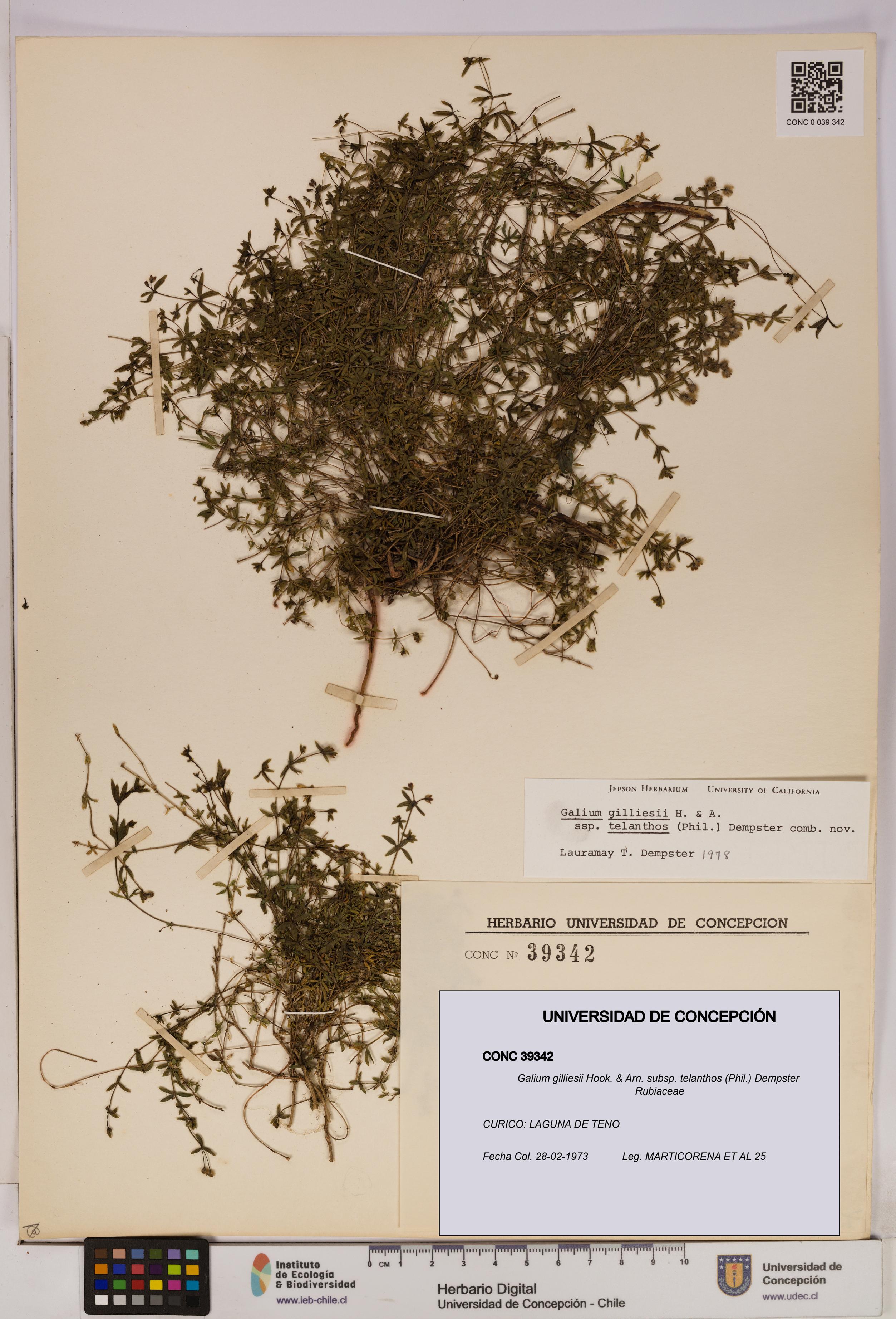 Galium gilliesii [Espécimen: UDEC:CONC:0039342]