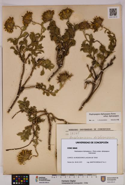 Haplopappus diplopappus subsp. diplopappus [Espécimen: UDEC:CONC:0039345]
