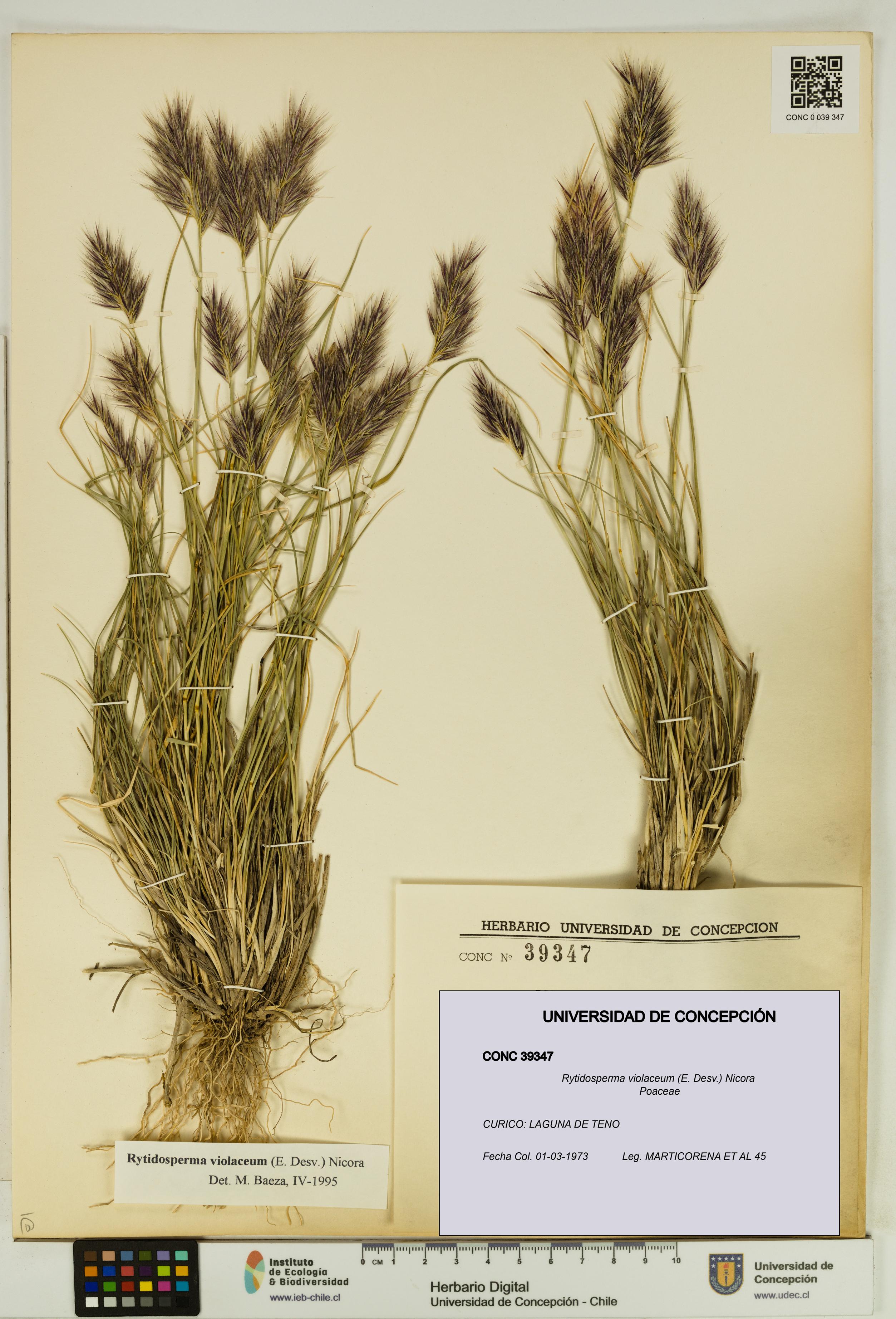 Rytidosperma violaceum [Espécimen: UDEC:CONC:0039347]