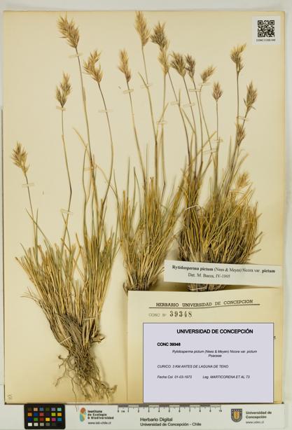Rytidosperma pictum var. pictum [Espécimen: UDEC:CONC:0039348]