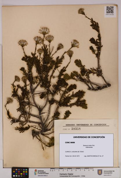 Senecio tristis [Espécimen: UDEC:CONC:0039358]