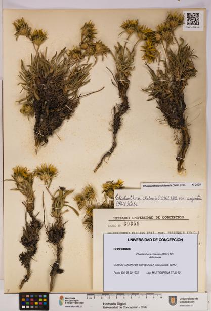 Chaetanthera chilensis [Espécimen: UDEC:CONC:0039359]