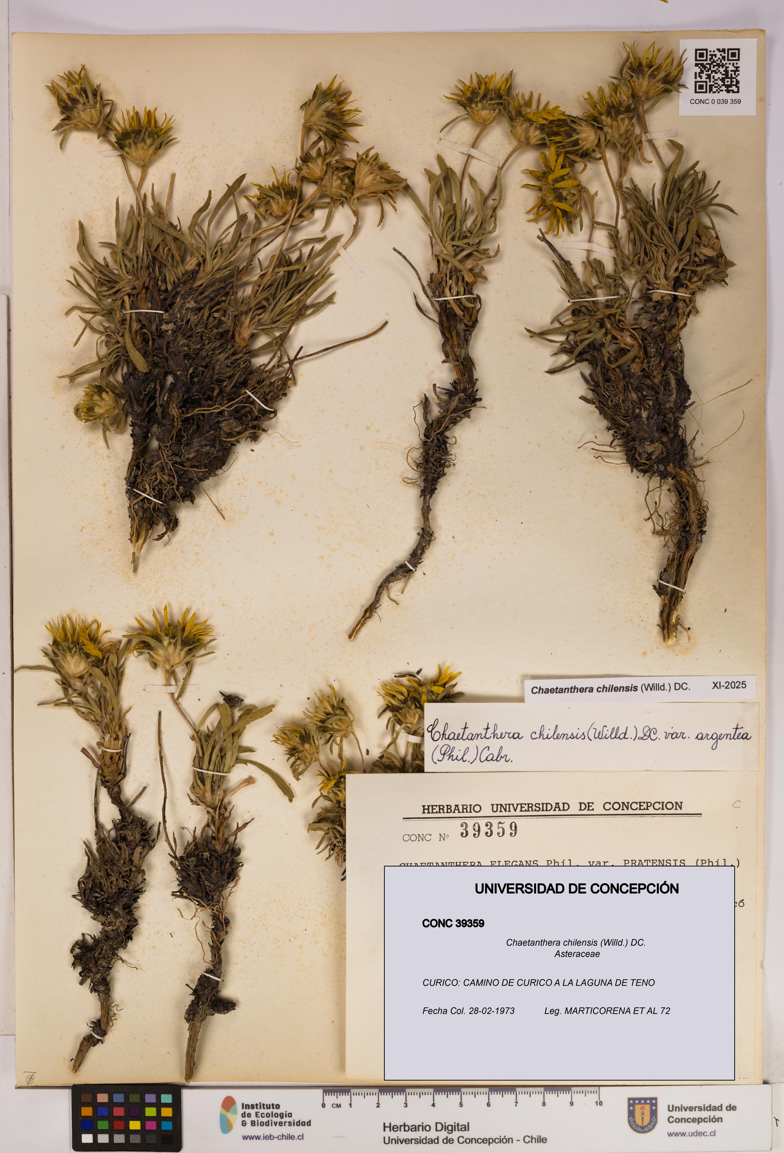 Chaetanthera chilensis [Espécimen: UDEC:CONC:0039359]