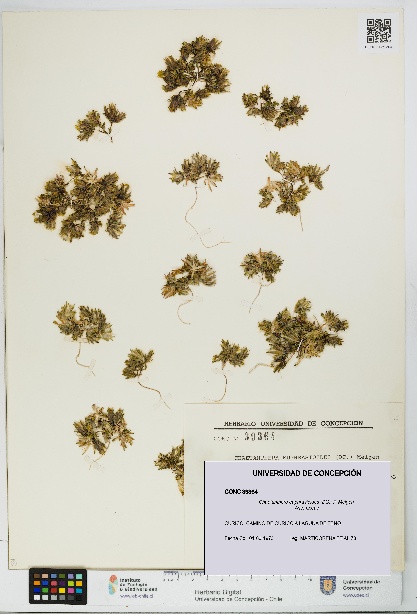 Chaetanthera euphrasioides [Espécimen: UDEC:CONC:0039364]