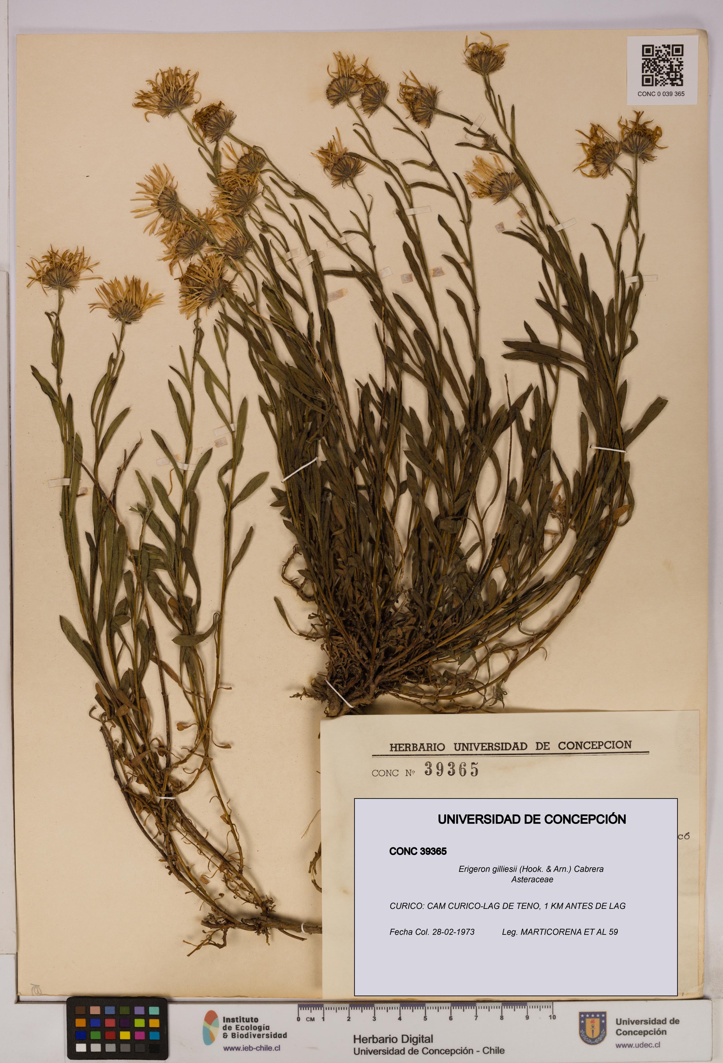 Erigeron gilliesii [Espécimen: UDEC:CONC:0039365]
