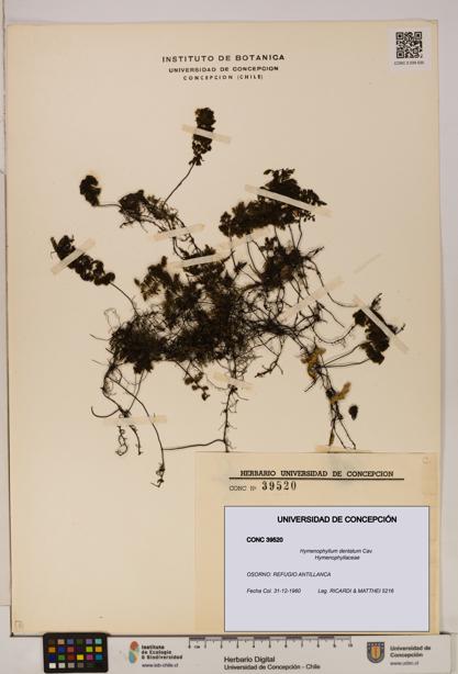 Hymenophyllum dentatum [Espécimen: UDEC:CONC:0039520]