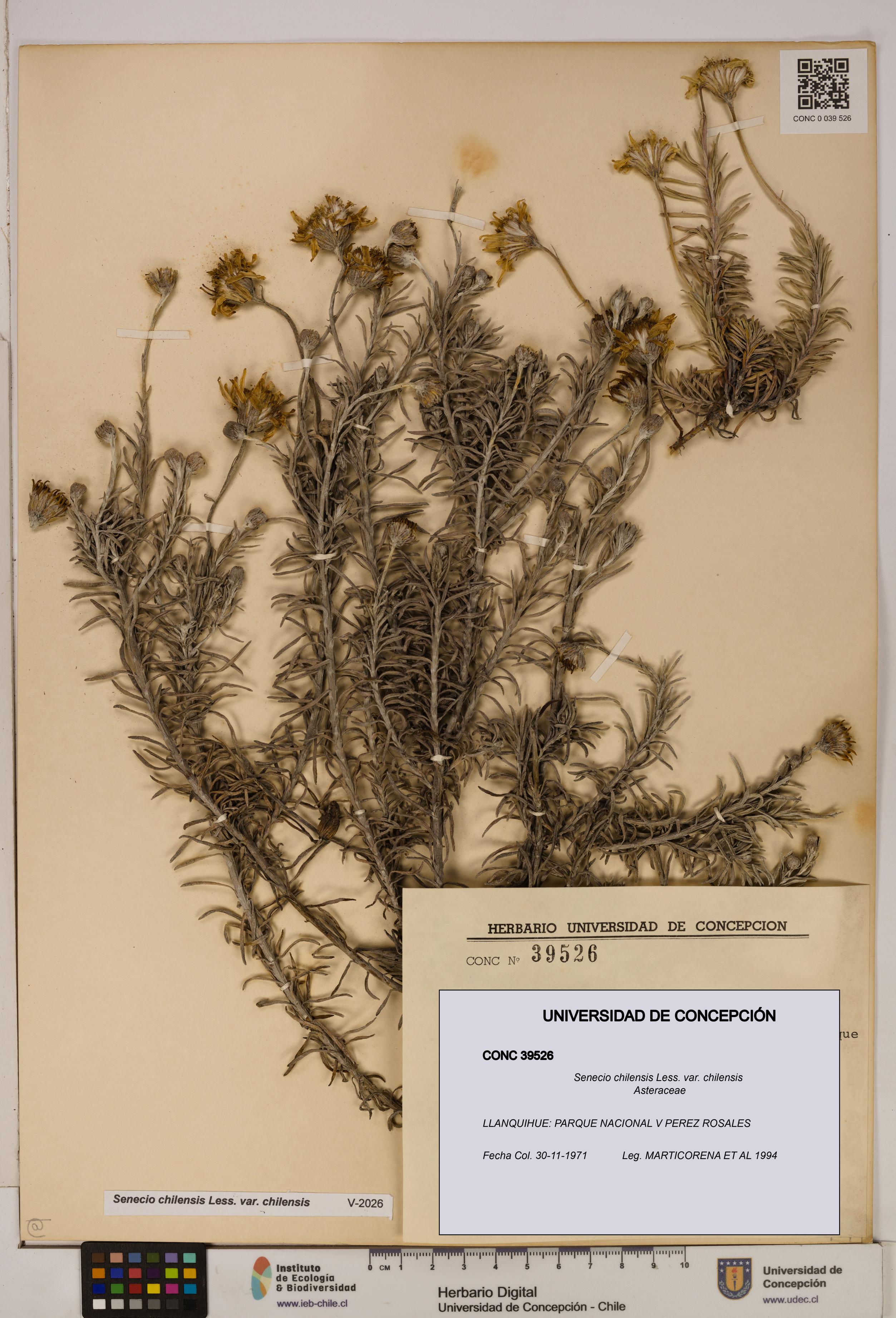 Senecio chilensis var. chilensis [Espécimen: UDEC:CONC:0039526]