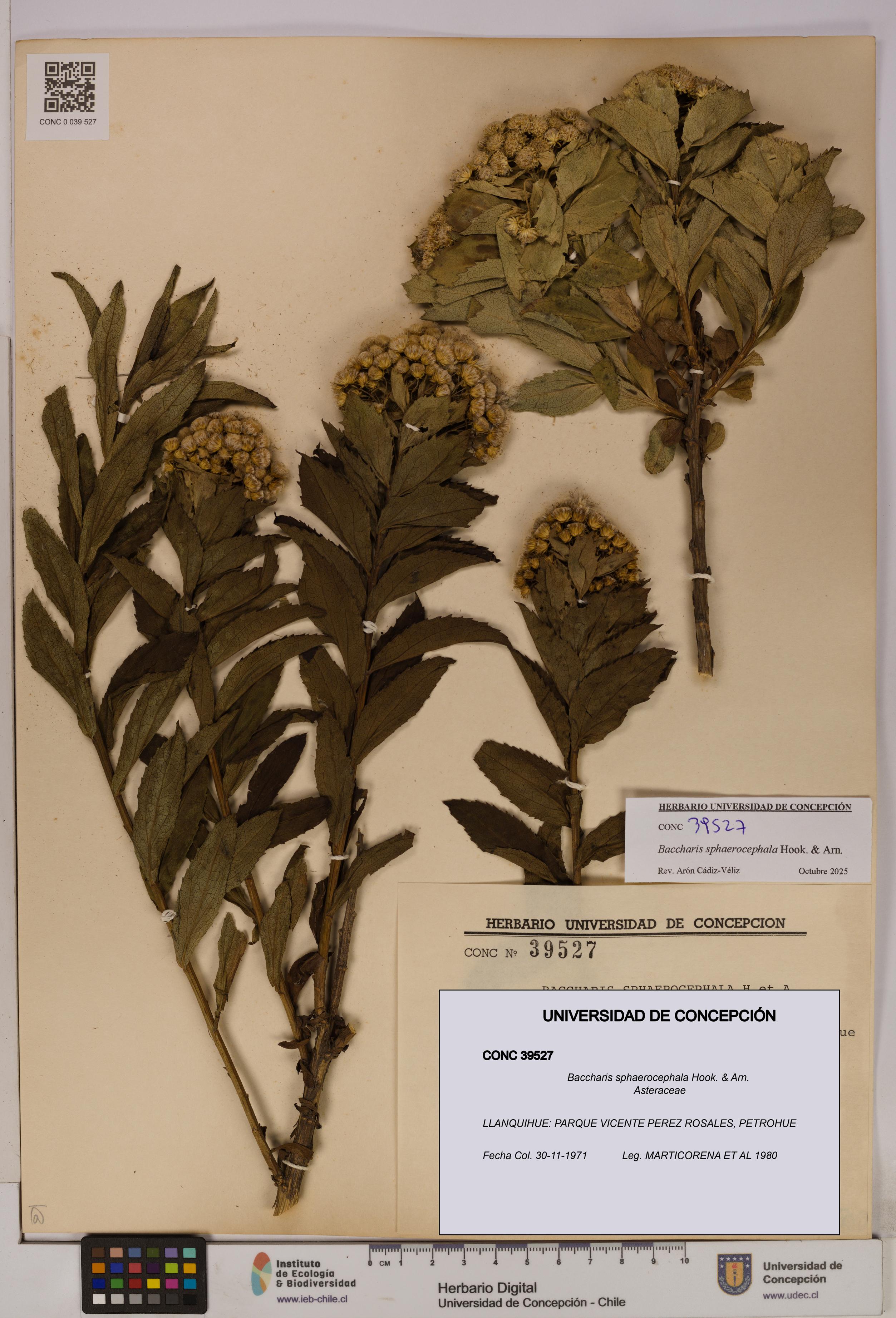 Baccharis sphaerocephala [Espécimen: UDEC:CONC:0039527]