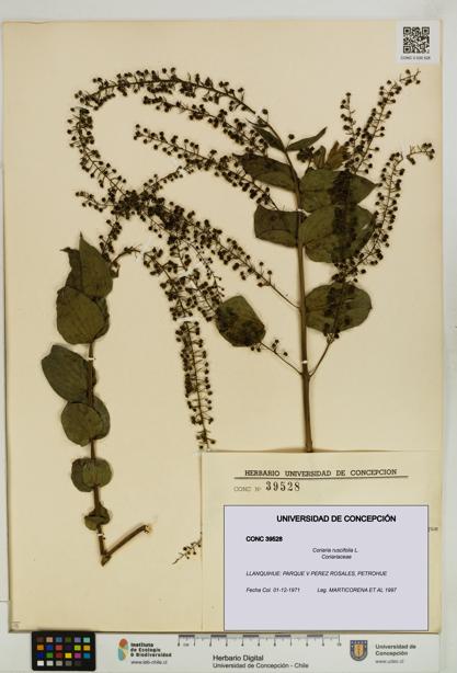 Coriaria ruscifolia [Espécimen: ]