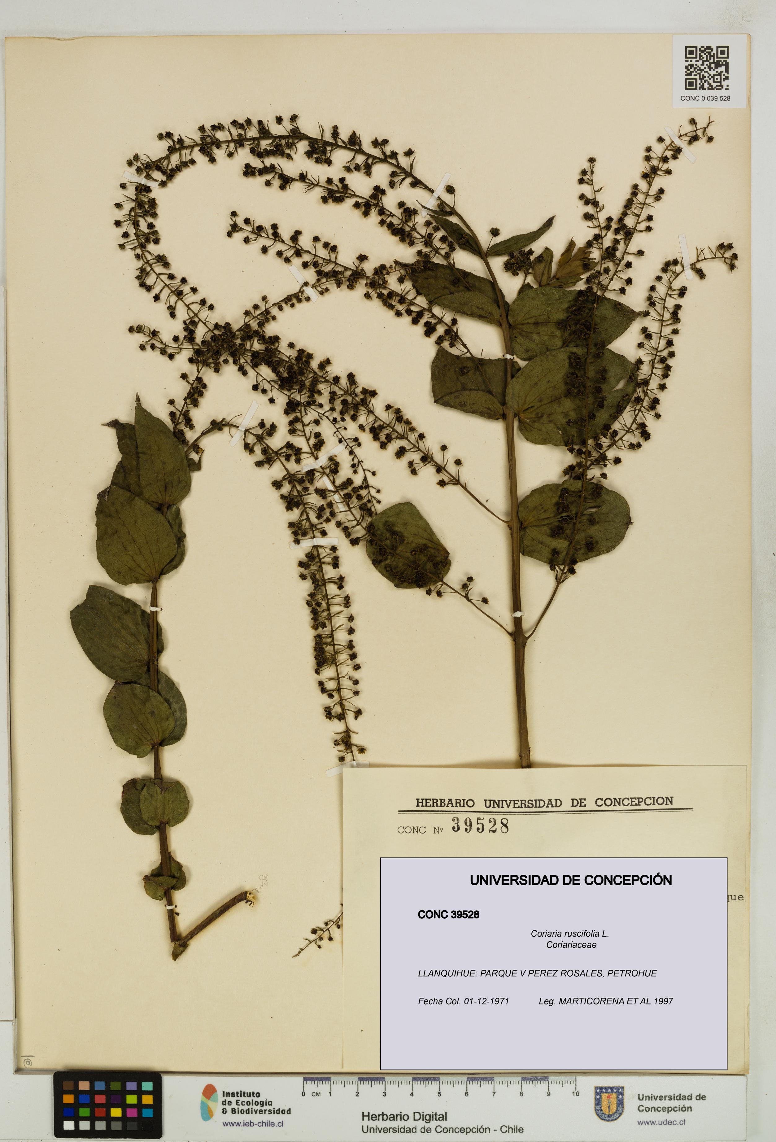 Coriaria ruscifolia [Espécimen: ]