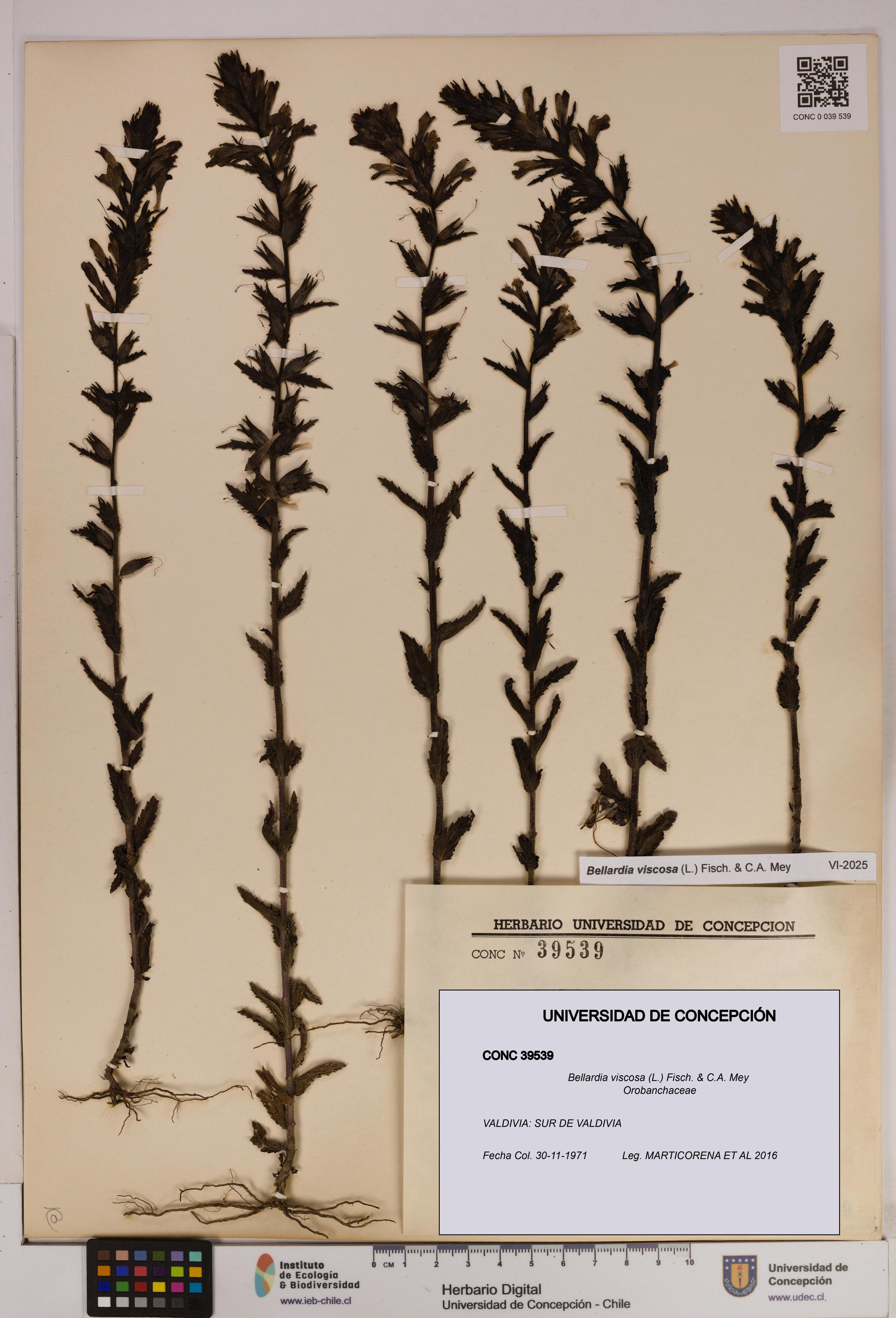 Bellardia viscosa [Espécimen: UDEC:CONC:0039539]