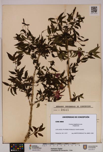 Fuchsia magellanica [Espécimen: UDEC:CONC:0039545]