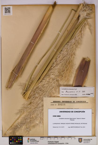 Cortaderia araucana [Espécimen: UDEC:CONC:0039554]
