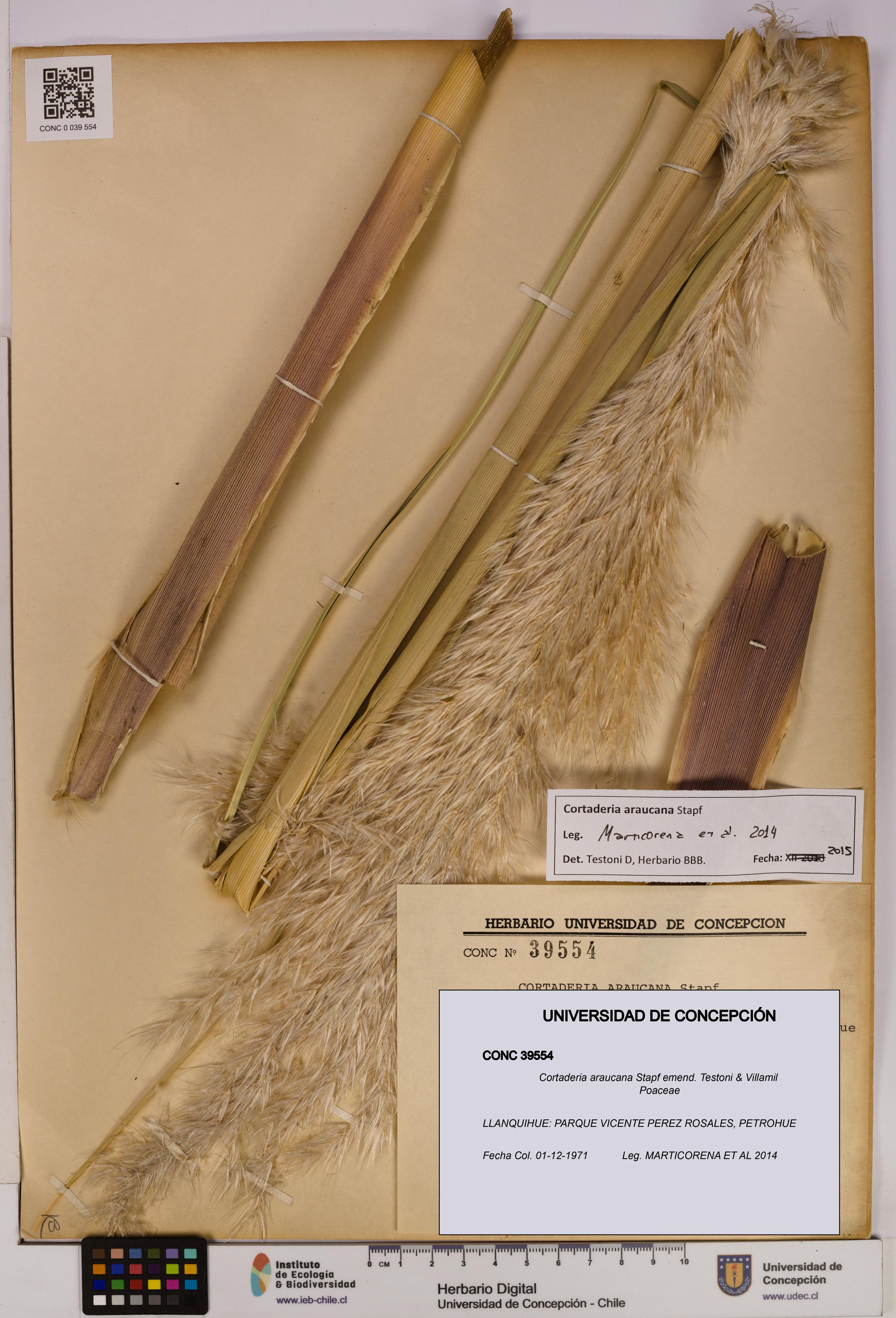 Cortaderia araucana [Espécimen: UDEC:CONC:0039554]