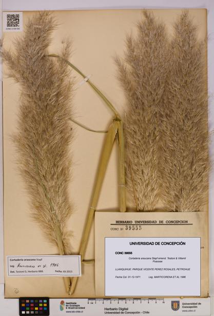 Cortaderia araucana [Espécimen: UDEC:CONC:0039555]