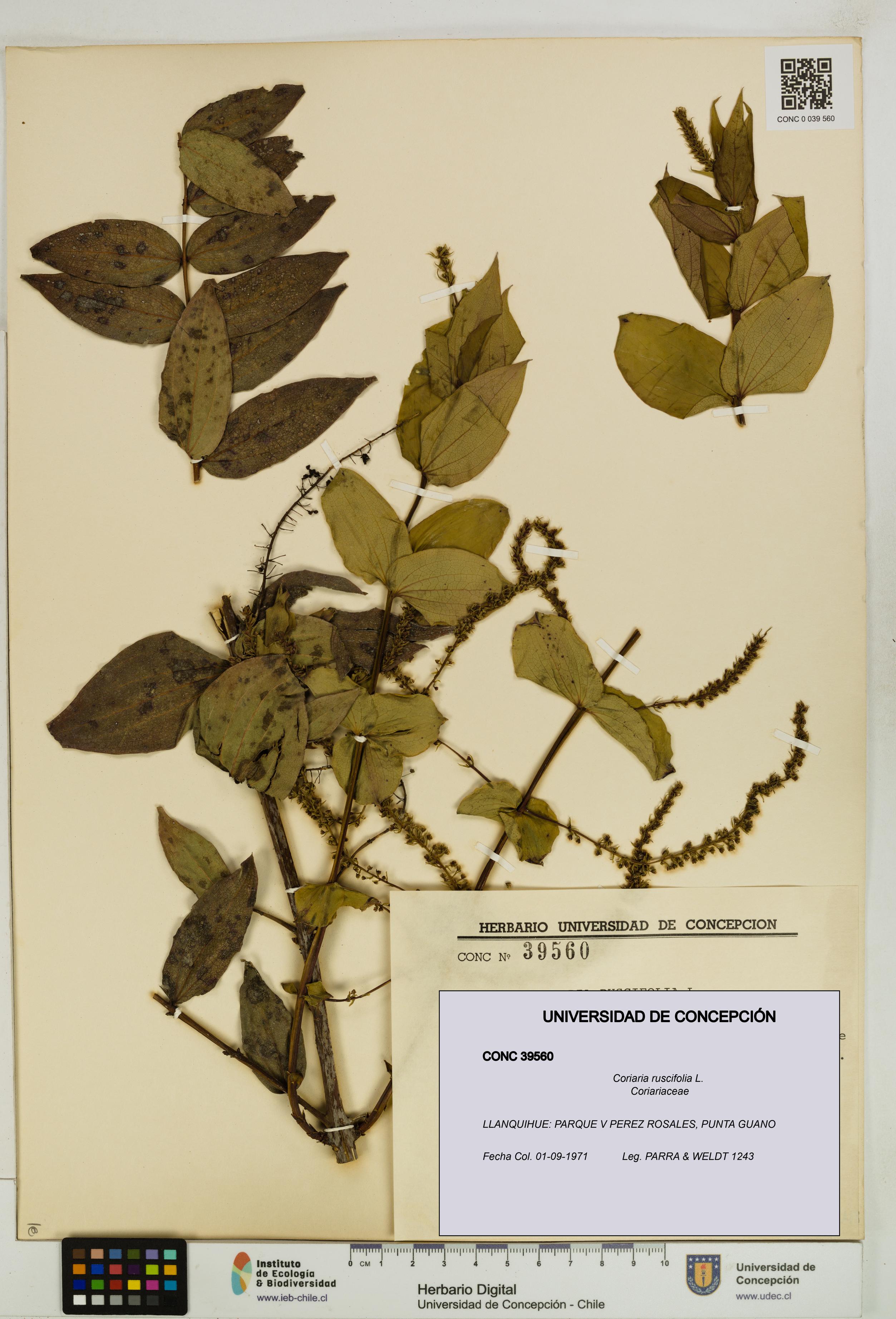 Coriaria ruscifolia [Espécimen: ]