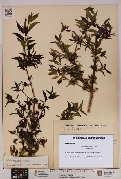 Fuchsia magellanica [Espécimen: UDEC:CONC:0039561]