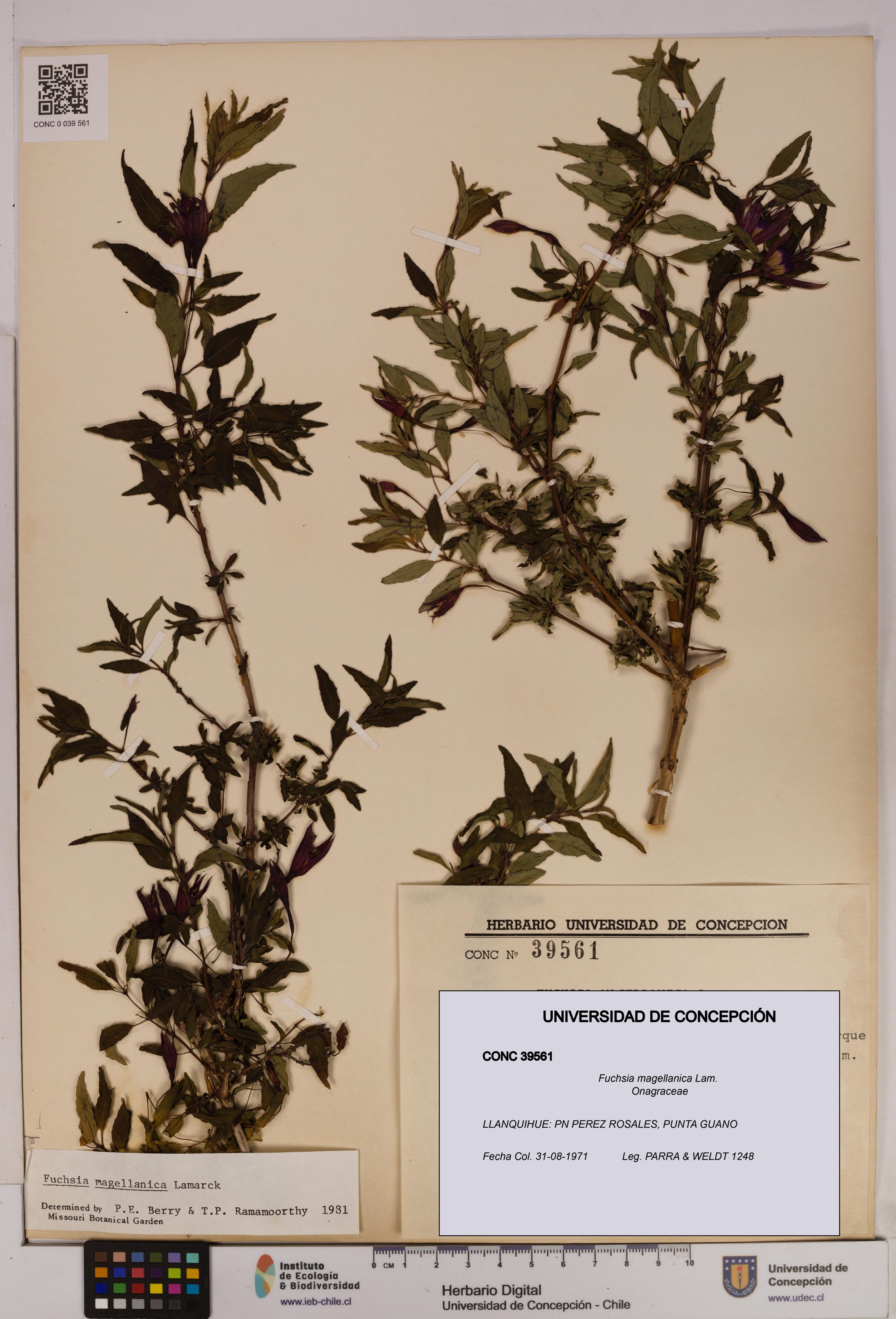 Fuchsia magellanica [Espécimen: UDEC:CONC:0039561]