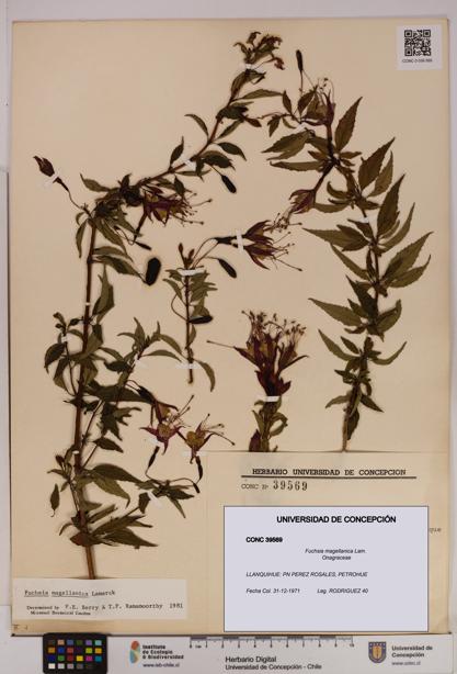 Fuchsia magellanica [Espécimen: UDEC:CONC:0039569]