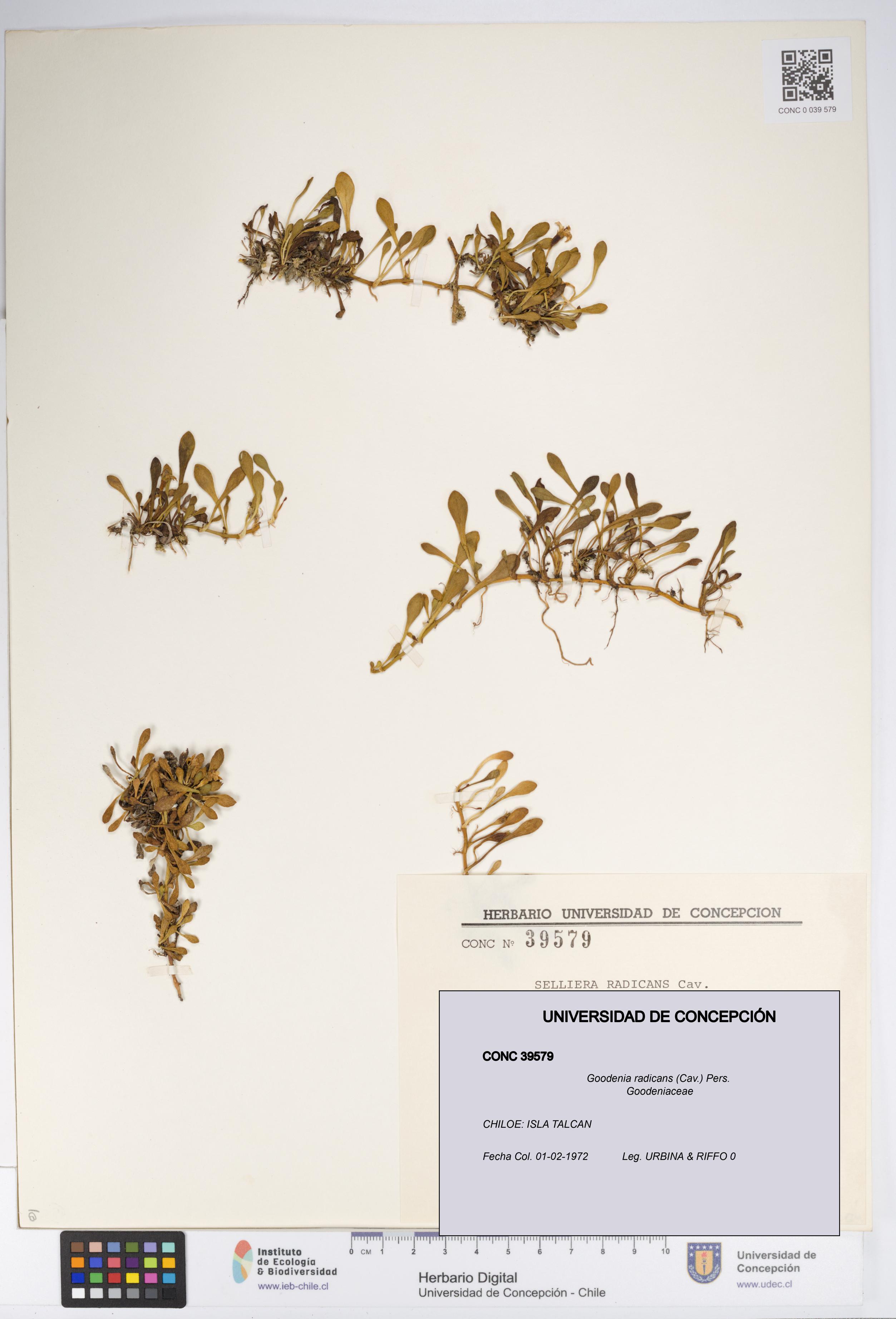 Goodenia radicans [Espécimen: UDEC:CONC:0039579]