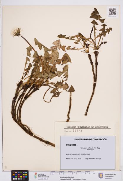 Taraxacum officinale [Espécimen: ]