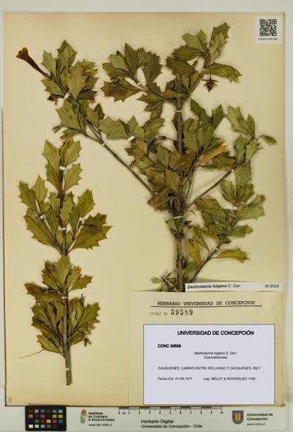 Desfontainia fulgens [Espécimen: UDEC:CONC:0039589]