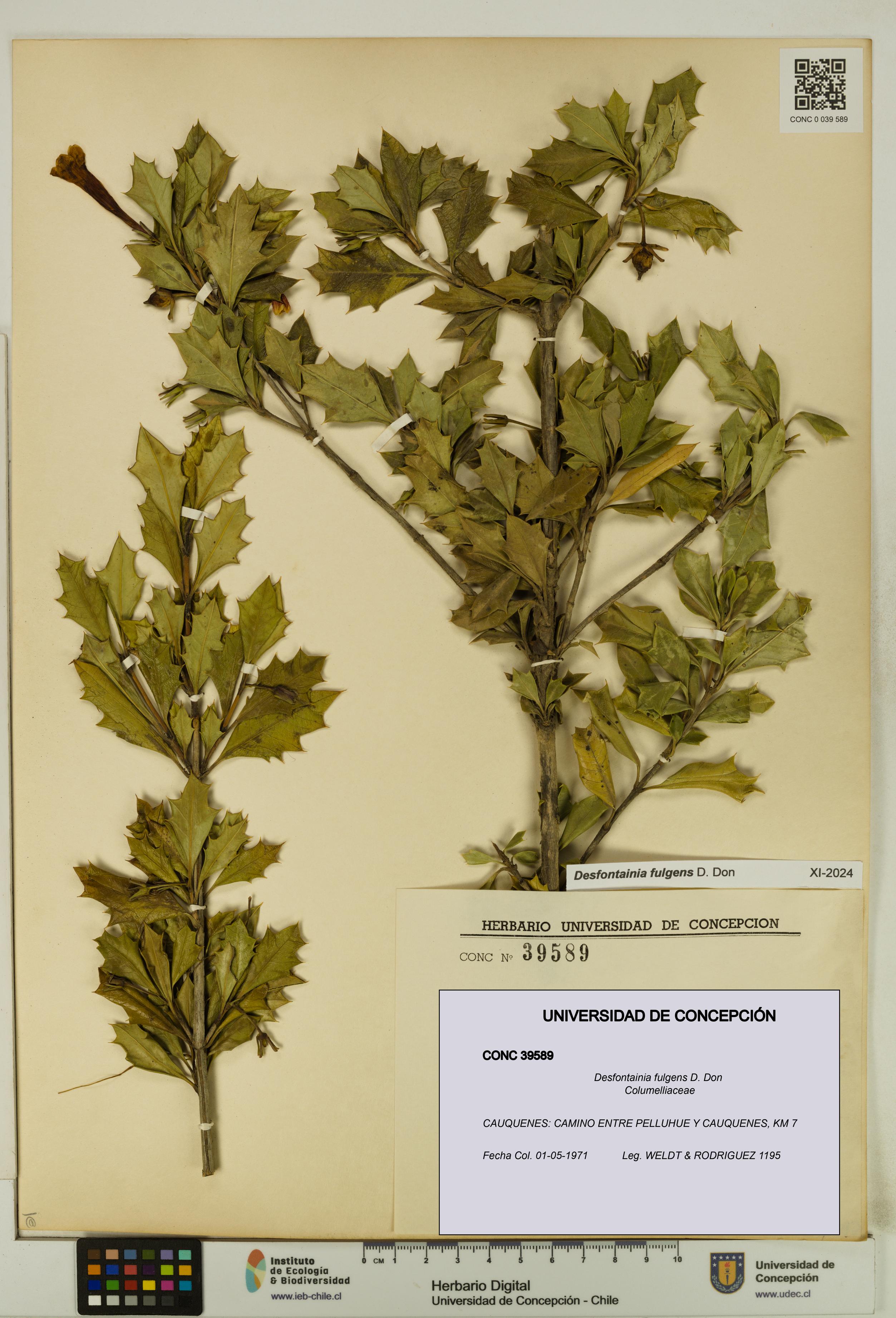 Desfontainia fulgens [Espécimen: UDEC:CONC:0039589]