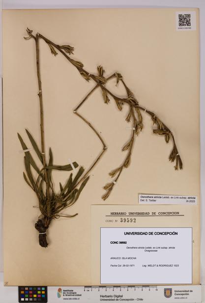 Oenothera stricta subsp. stricta [Espécimen: UDEC:CONC:0039592]