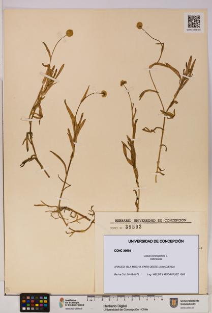 Cotula coronopifolia [Espécimen: UDEC:CONC:0039593]