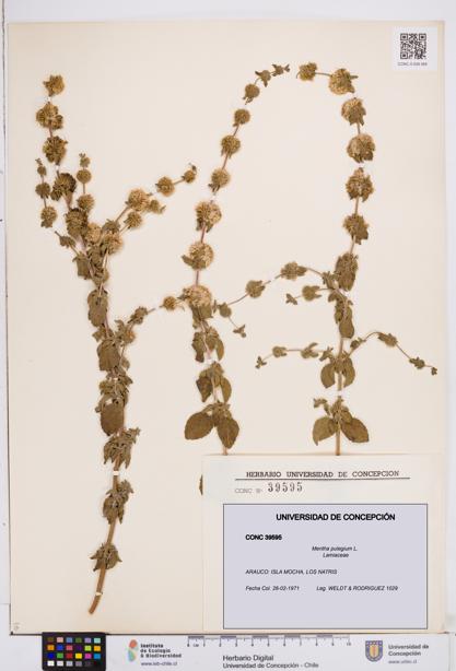 Mentha pulegium [Espécimen: ]