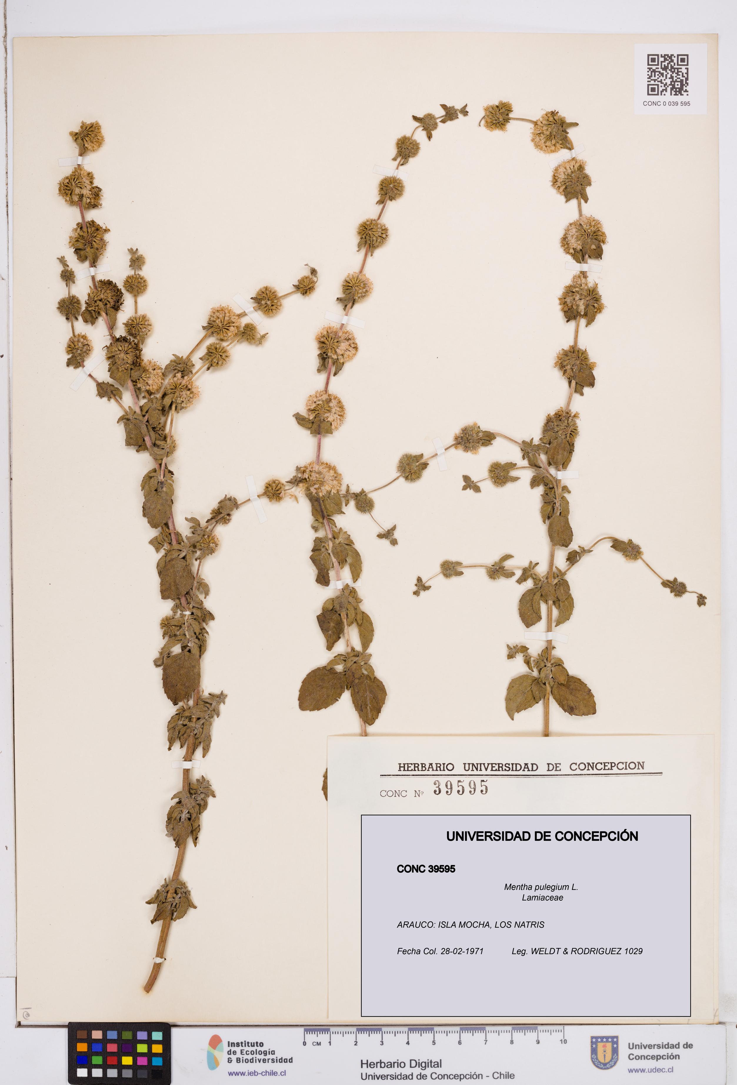 Mentha pulegium [Espécimen: ]