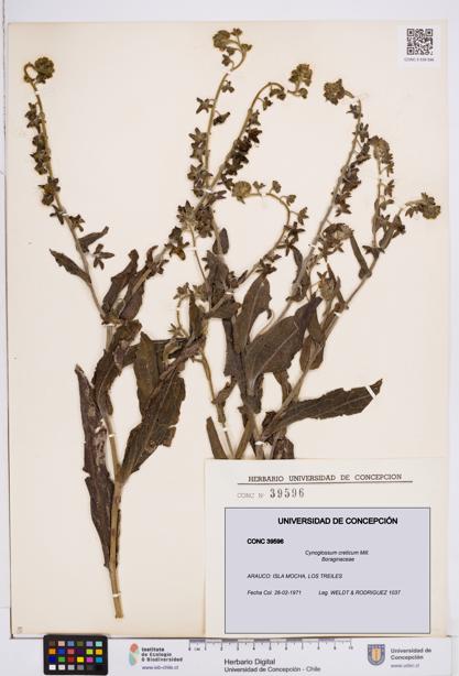 Cynoglossum creticum [Espécimen: ]