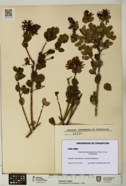 Notanthera heterophylla [Espécimen: UDEC:CONC:0039598]