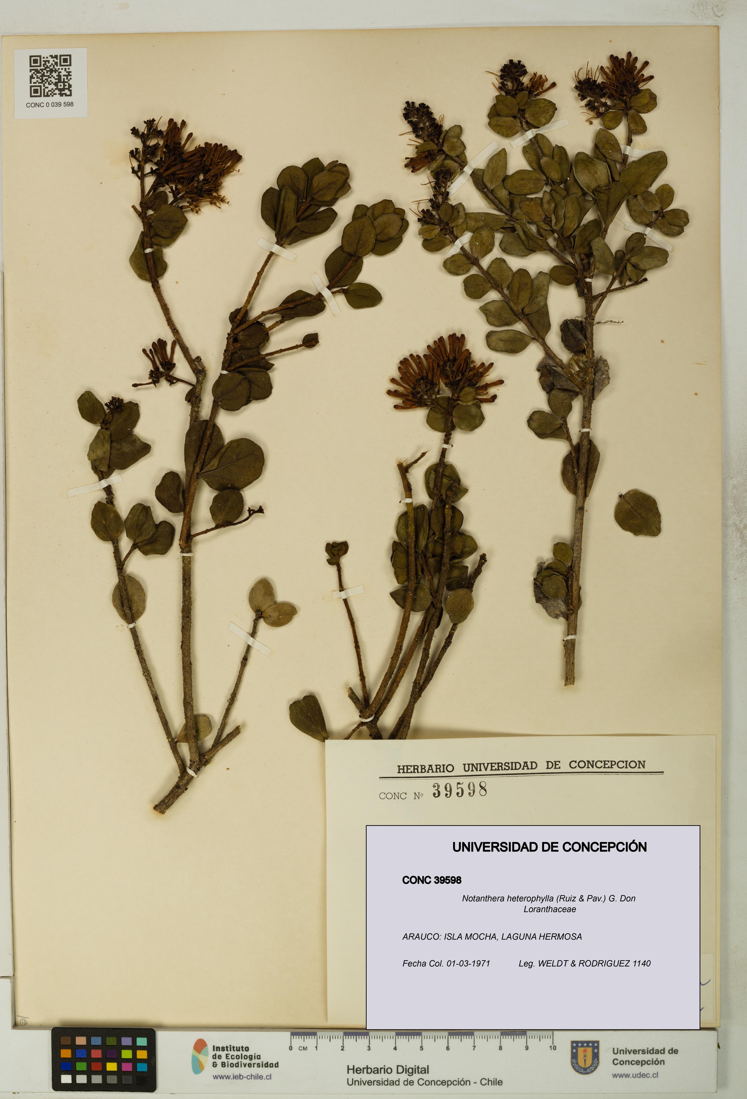 Notanthera heterophylla [Espécimen: UDEC:CONC:0039598]