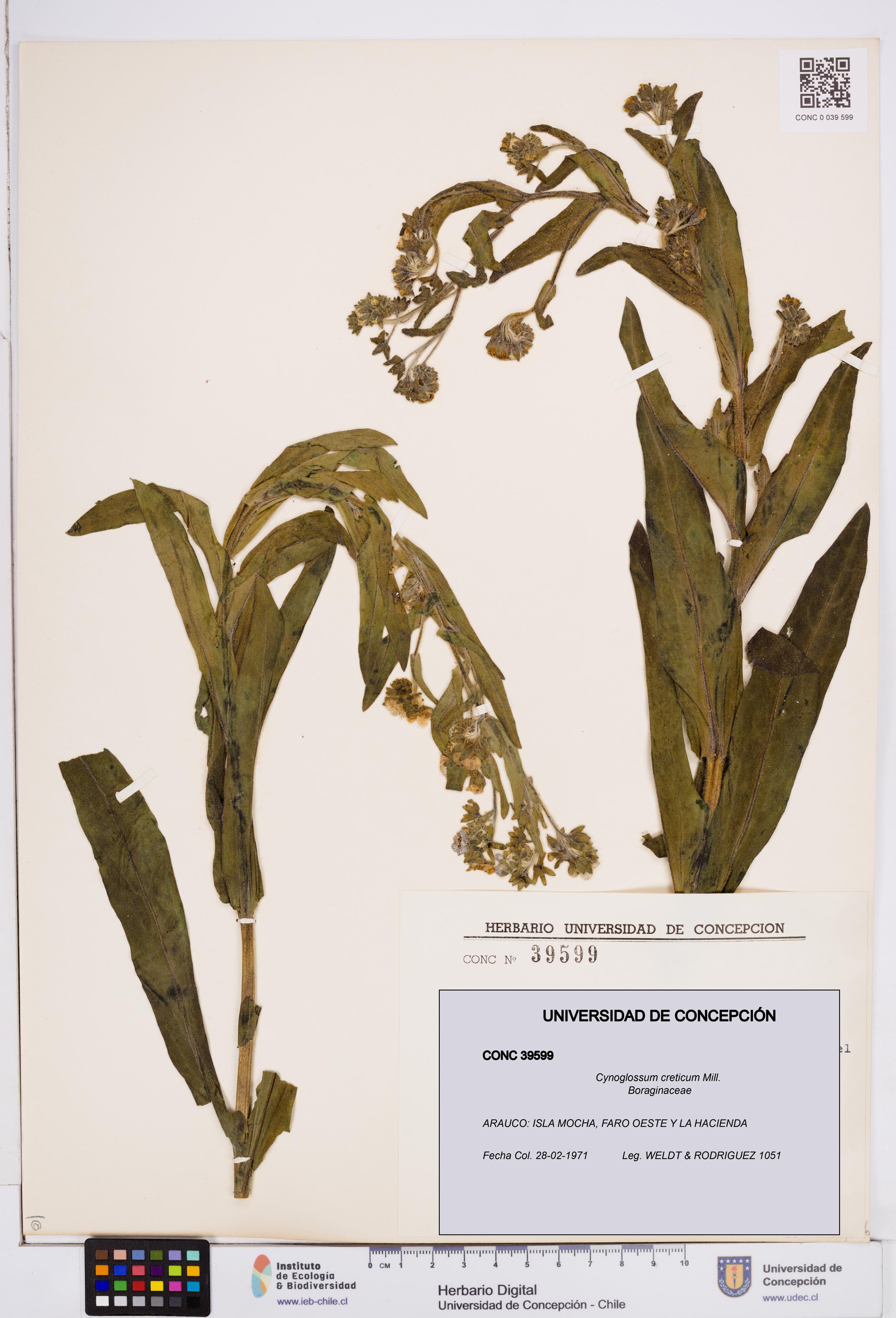 Cynoglossum creticum [Espécimen: ]