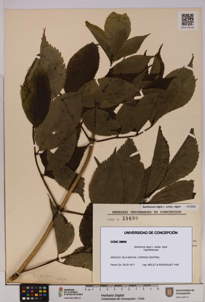 Sambucus nigra subsp. nigra [Espécimen: UDEC:CONC:0039600]