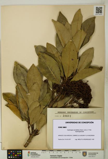 Hydrangea serratifolia [Espécimen: UDEC:CONC:0039601]