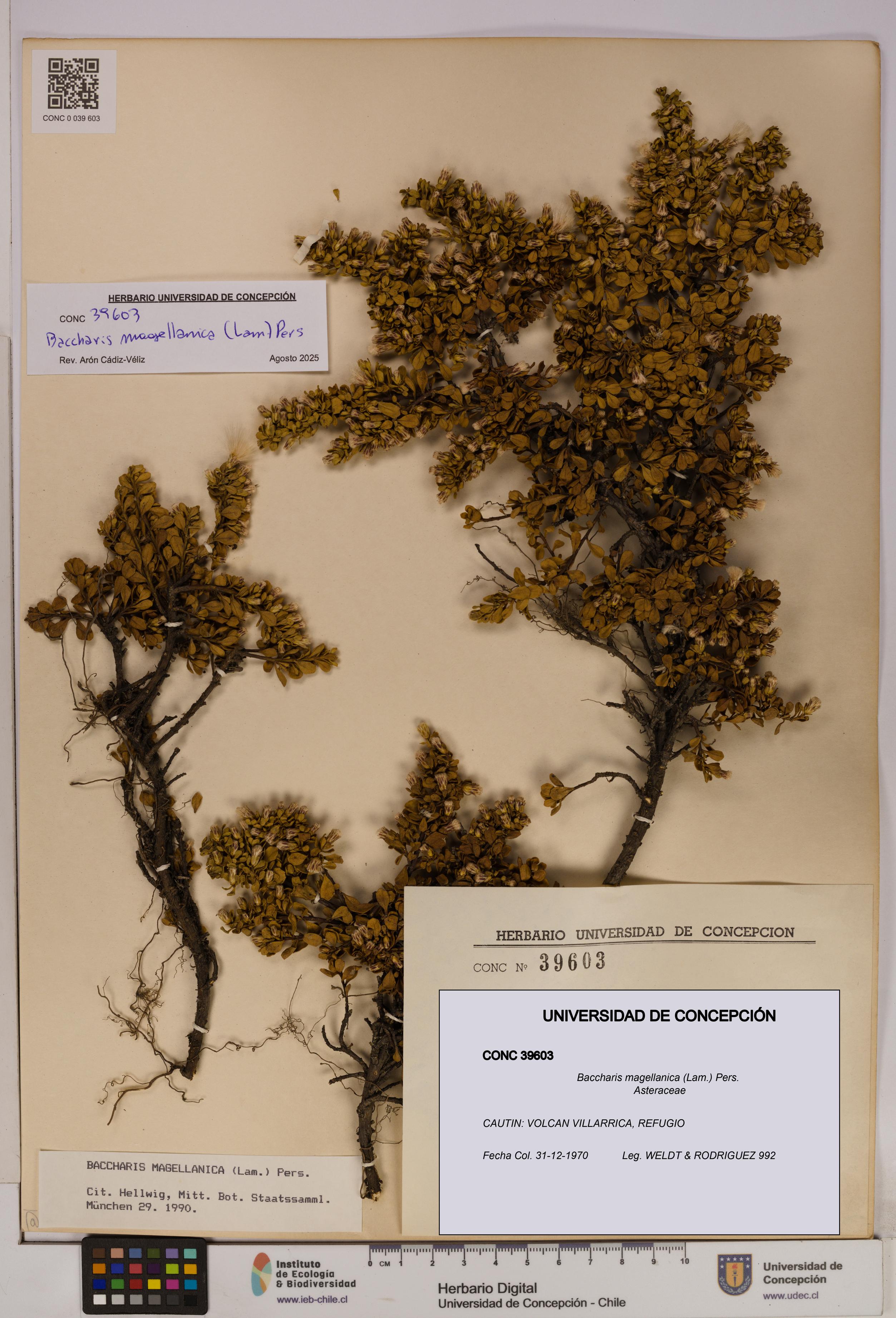 Baccharis magellanica [Espécimen: UDEC:CONC:0039603]