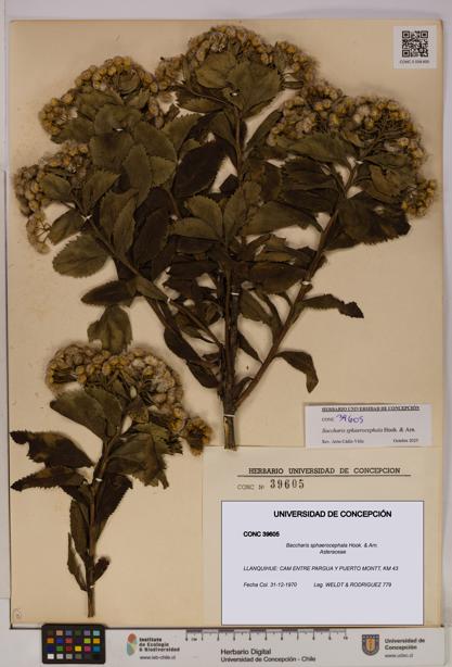 Baccharis sphaerocephala [Espécimen: UDEC:CONC:0039605]