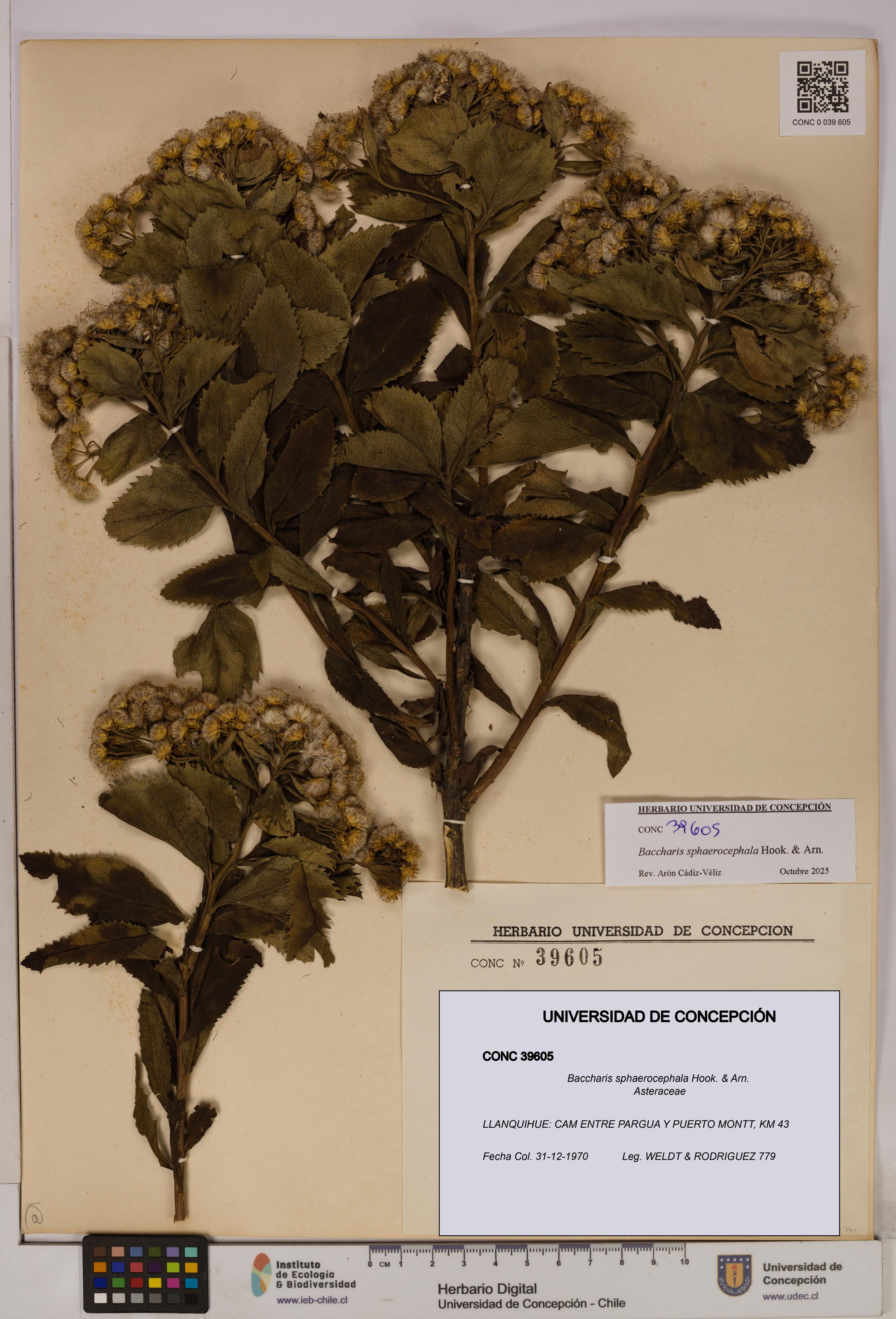 Baccharis sphaerocephala [Espécimen: UDEC:CONC:0039605]