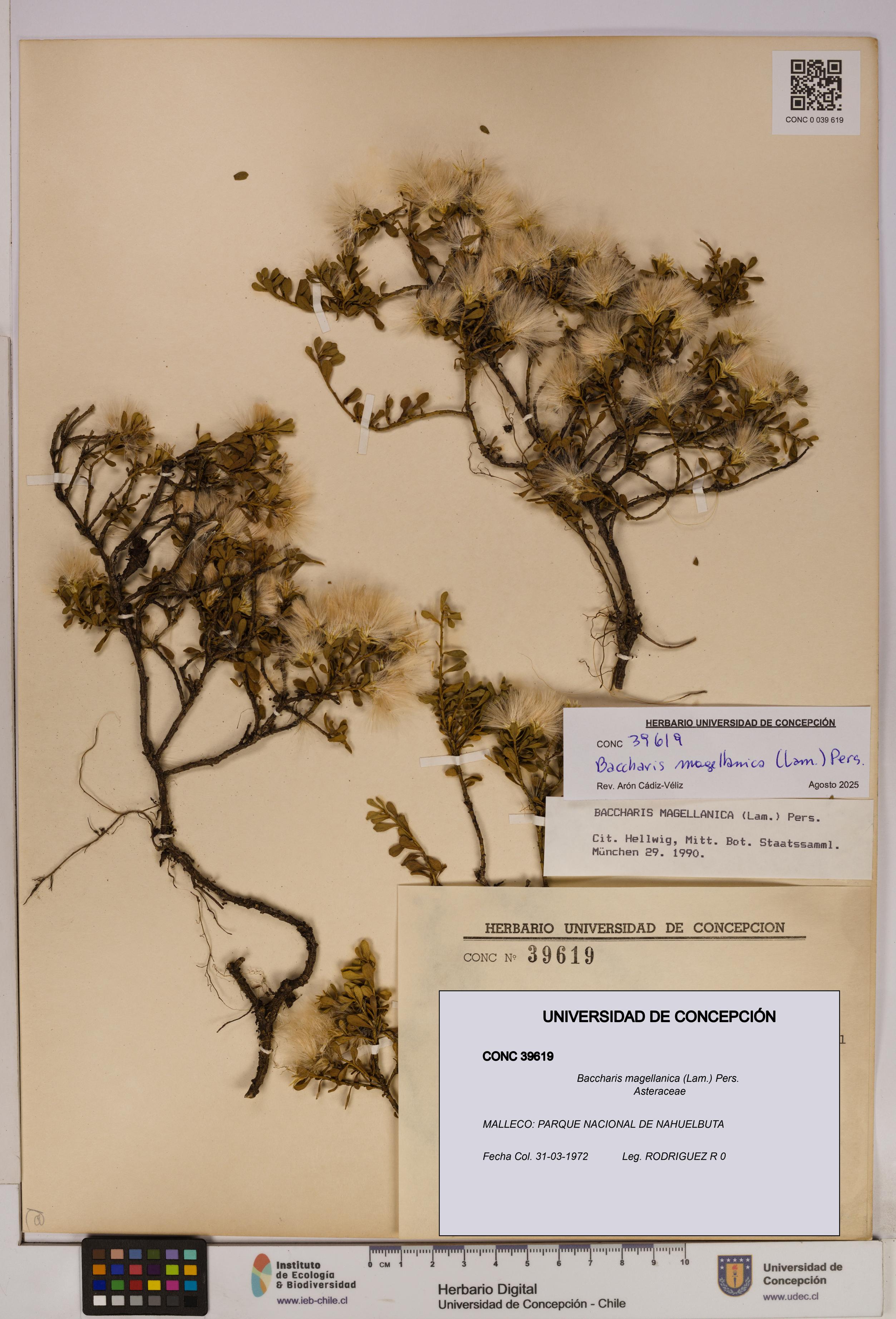 Baccharis magellanica [Espécimen: UDEC:CONC:0039619]
